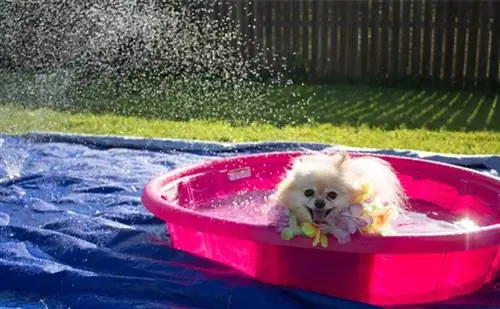 Двор для собак