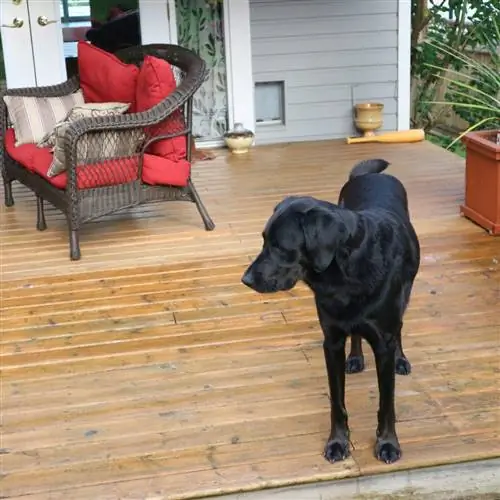 4 совета для собак на заднем дворе