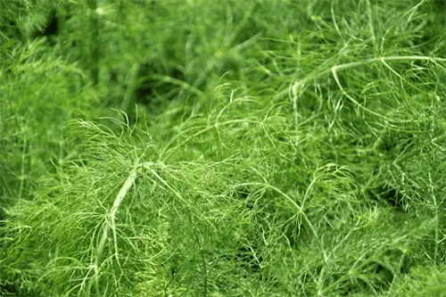 ярко-зеленый фенхель с перистыми тонкими листьями