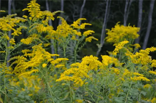 растения золотарника с ярко-желтыми цветами и зеленой листвой