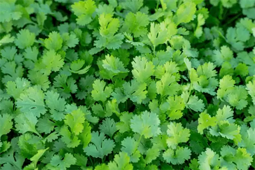 Ароматные зеленые гроздья листьев кориандра, которые часто называют кинзой.