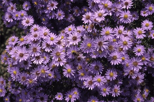 яркие желтые ароматные цветы астры с круглыми золотыми центрами