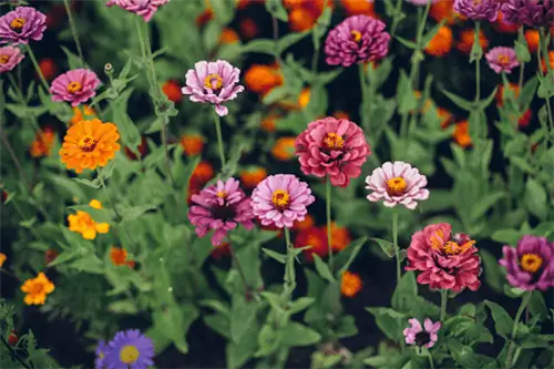 растения циннии с цветками розового, фиолетового, лавандового и оранжевого оттенков