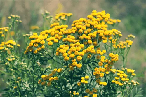 Растение пижмы с гроздьями круглых желтых цветов