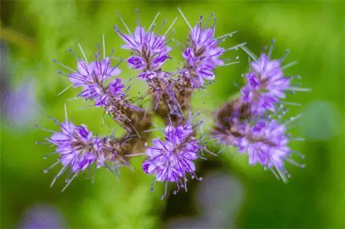 кружевное растение фацелия с фиолетовыми цветами и остроконечными тычинками