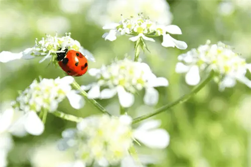 Лучшие цветы для привлечения полезных насекомых