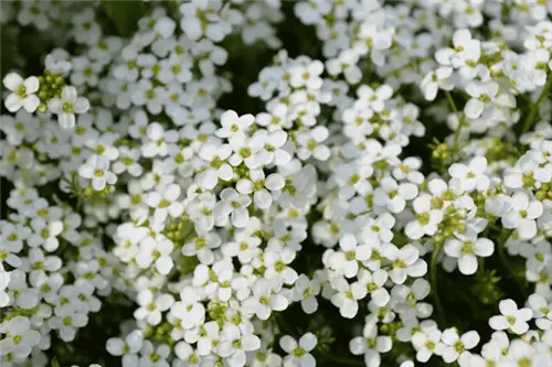 гроздья крошечных белых сладких цветков алиссума