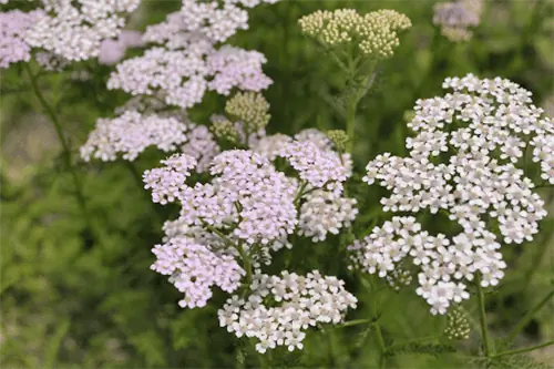 растение тысячелистника, прорастающее пучками фиолетовых и белых цветов