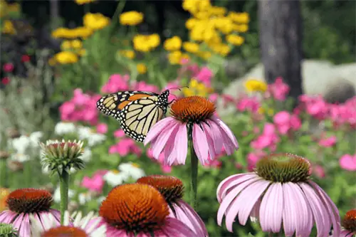 бабочка сидит на цветке эхинацеи и питается его нектаром