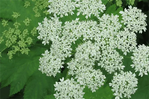 Кружевные цветы королевы Анны с нежными белыми лепестками и большими зелеными листьями