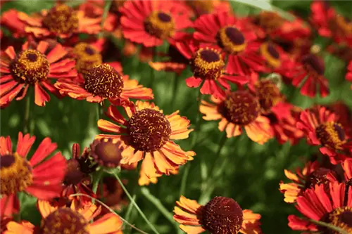 Лучшие цветы для цветущего осеннего сада