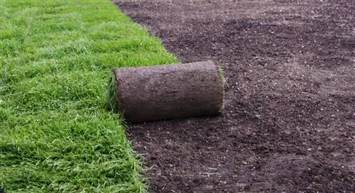 Установка дерна: как найти дерн рядом со мной и вырастить траву