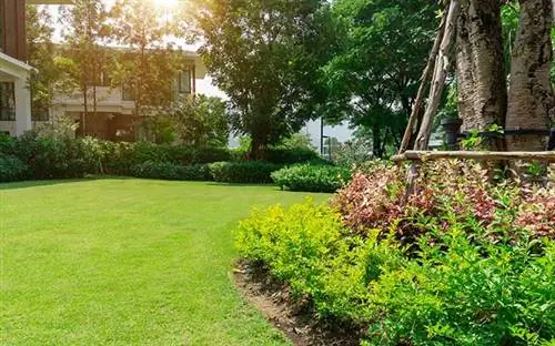 Свежая зеленая бермудская трава с деревом и грядкой из декоративных растений