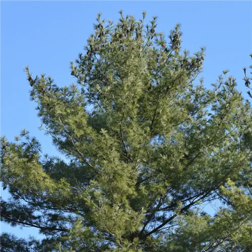 Источник изображения: Канва