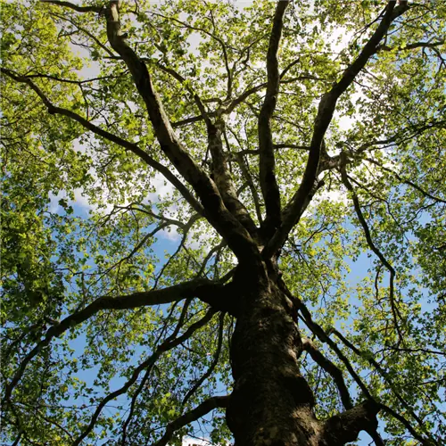 Источник изображения: Канва