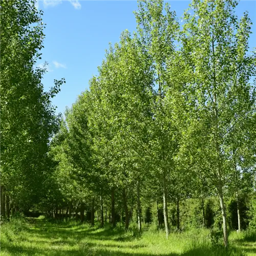 Источник изображения: Канва