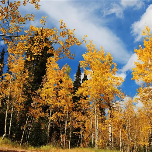 Источник изображения: Канва