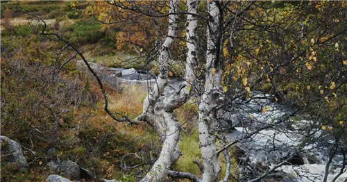 8 быстрорастущих деревьев для вашего двора