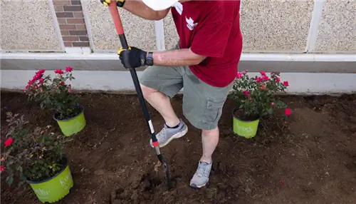 На этом изображении мужчина копает лопатой, освобождая место для розовых роз.