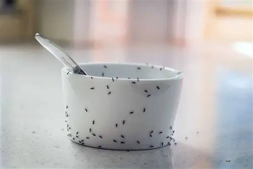 Изображение Изображение