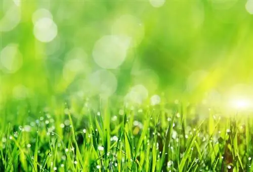 Закрыть мокрую траву