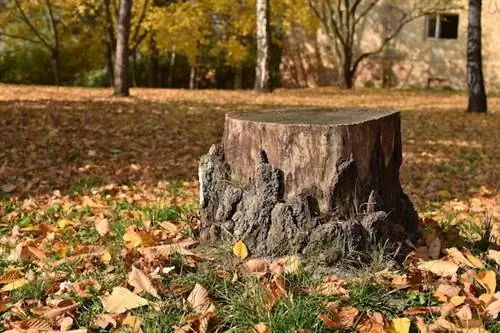 Большой пень