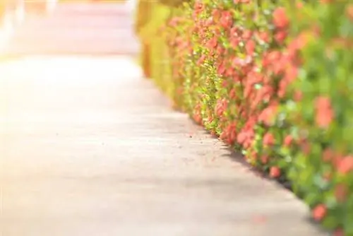 Бетонная дорожка с кустами