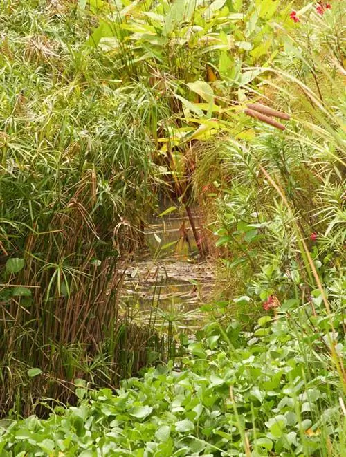 Дождевой сад