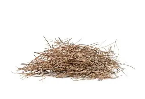 Изолированные сосновые иглы