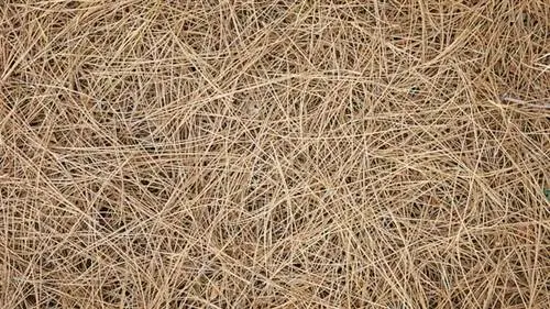 Сосновые иглы Pinus canariensis, покрывающие землю