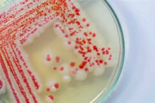 Serratia Marcescens в чашке Петри
