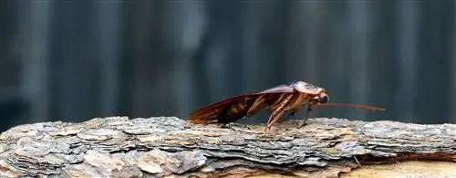 Все, что вам нужно знать о жуках Palmetto