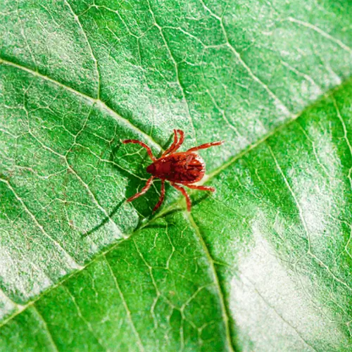 Что такое чиггеры и как их предотвратить?