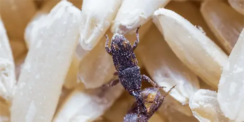 рисовый долгоносик