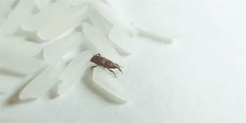 амбарный долгоносик