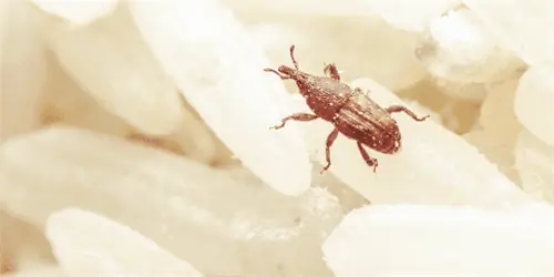 Что такое зерновой долгоносик?