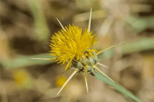 Желтый звездчатый чертополох с остроконечной желтой цветочной головкой