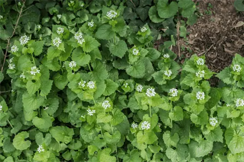 Горчично-чесночное растение с зелеными листьями и гроздьями белых цветов.