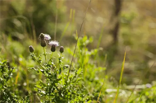 Растение канадский чертополох с фиолетовыми цветами чертополоха