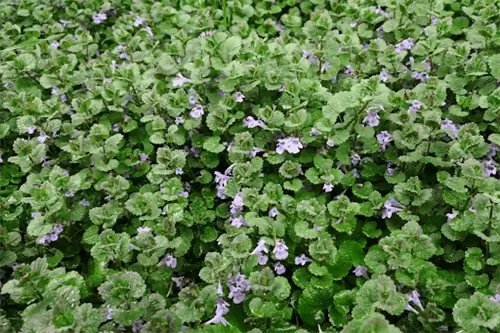 Земляной плющ, покрывающий пейзаж зелеными листьями и фиолетовыми цветами