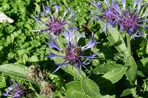 Колючие фиолетовые цветки василька, растущие из толстых зеленых листьев