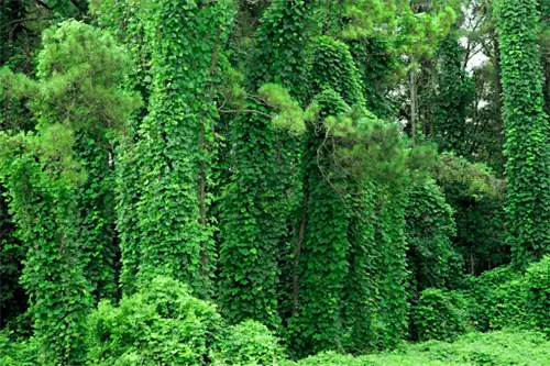Растение кудзу, покрывающее целые деревья ярко-зелеными лозами и листьями