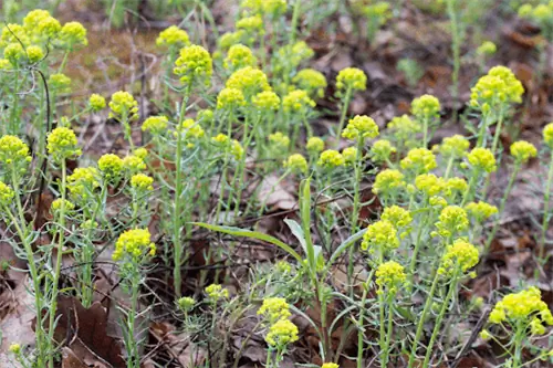 Листовые молочайные растения с гроздьями ярко-желтых цветов