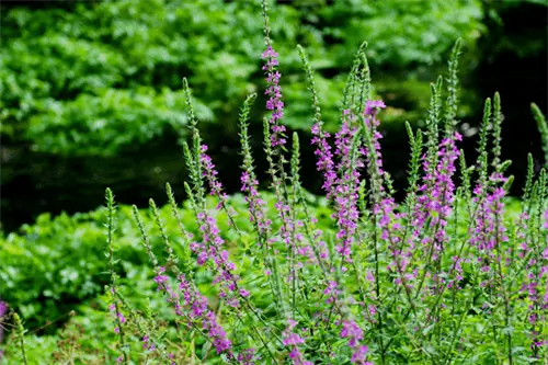 Фиолетовые растения вербейника, растущие перед пышным зеленым пейзажем