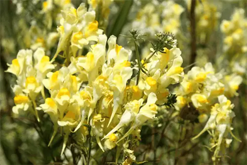 Желтые цветки жабы, растущие в грозди цветков в форме львиного зева