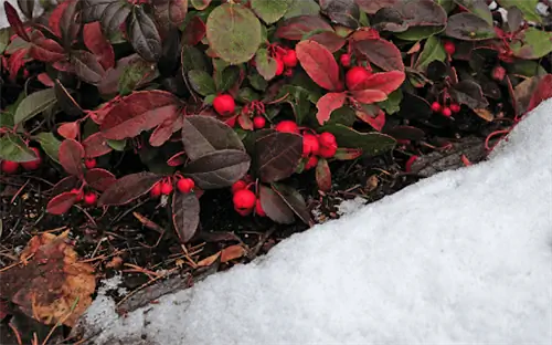 Кустарник, окруженный снежной землей