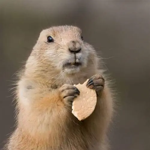 сурок ест закуску