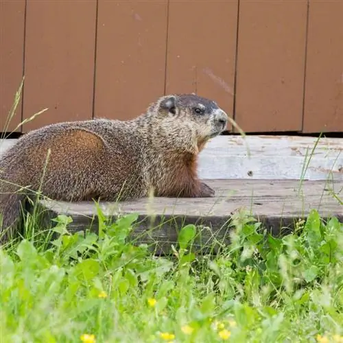 сурок выходит из норы рядом с сараем
