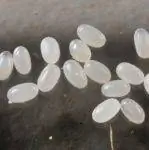 Как выглядят блохи и блошиные яйца? [Фотографии + руководство]