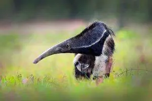 Что ест муравьев? [17 естественных хищников]